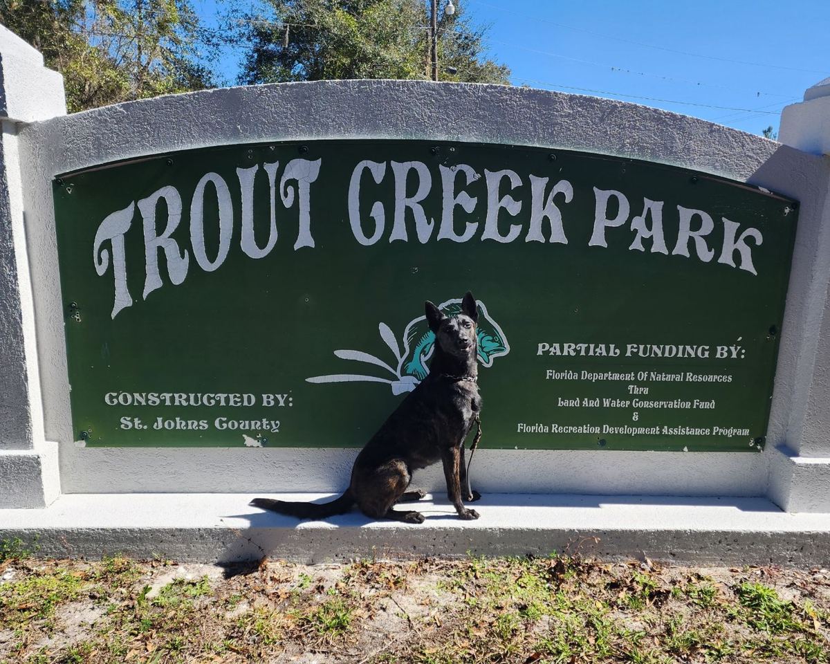 Asena, Zac's Dutch Shepherd, sitting in front of the Trout Creek Park sign in St. Johns County
