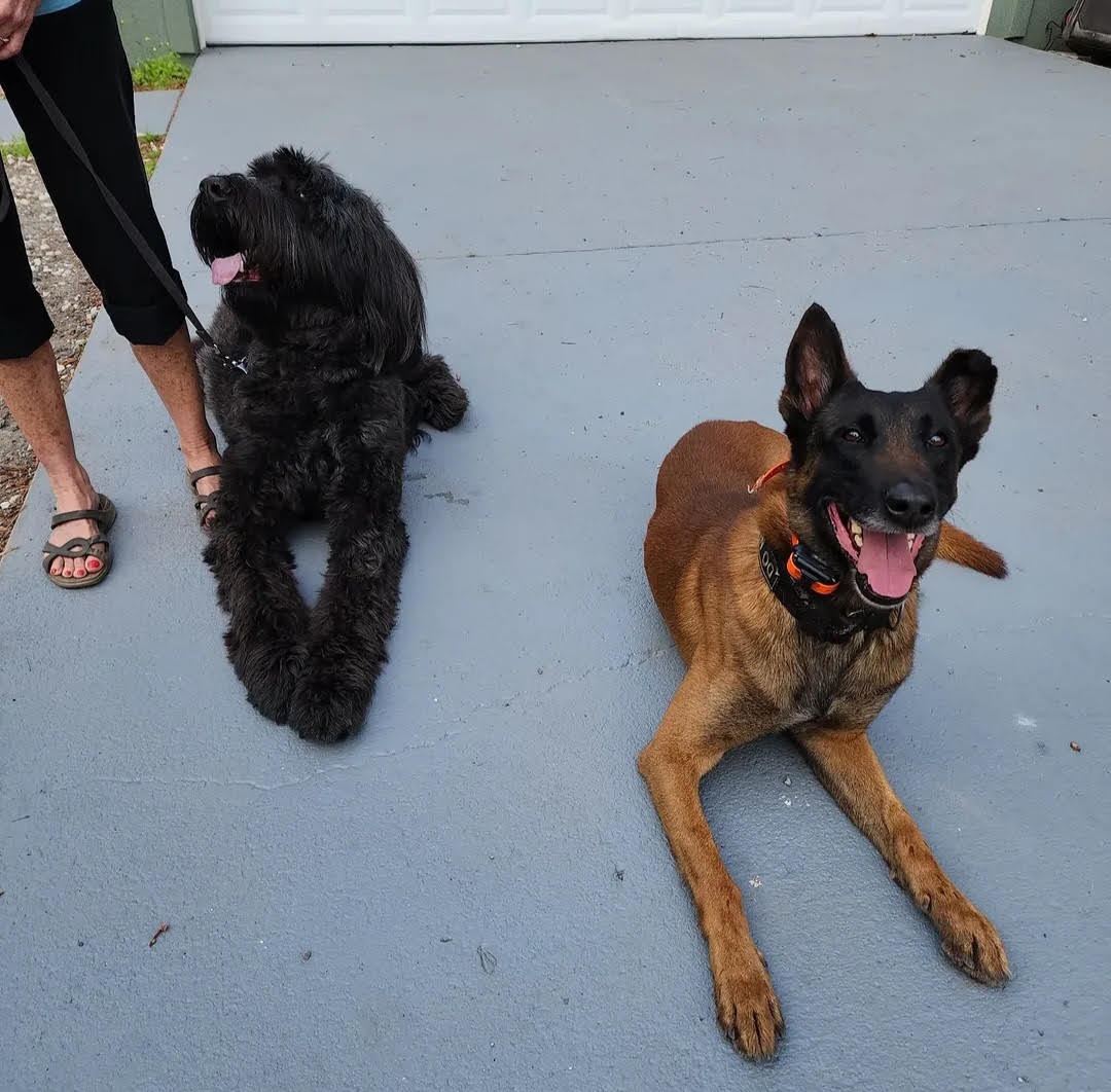 A shaggy black dog holding a calm down on leash beside a Belgian Malinois