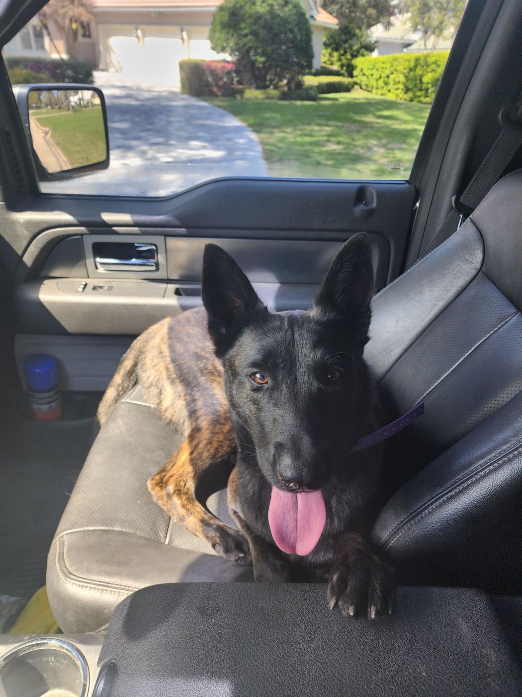 A brindle Dutch Shepherd relaxing on the seat of a truck