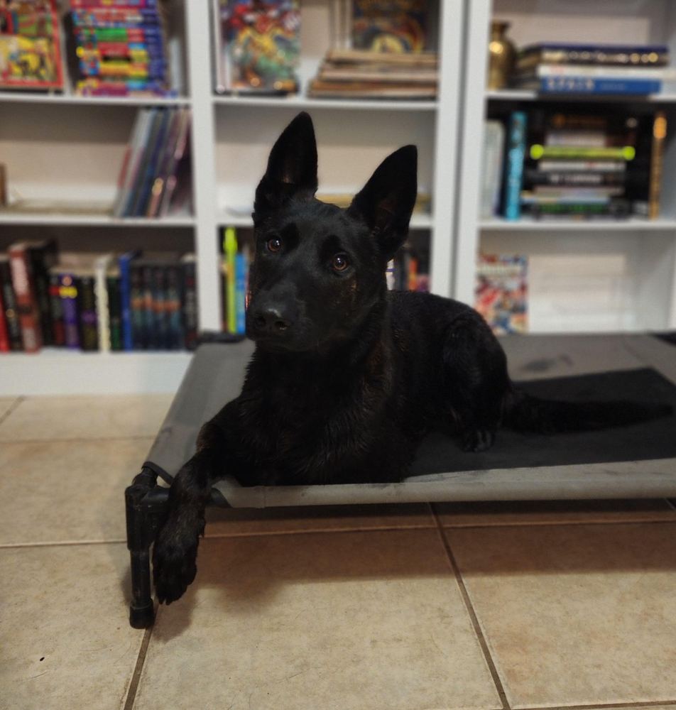 Asena, Zac's working line Dutch Shepherd, holding a down on a raised dog bed
