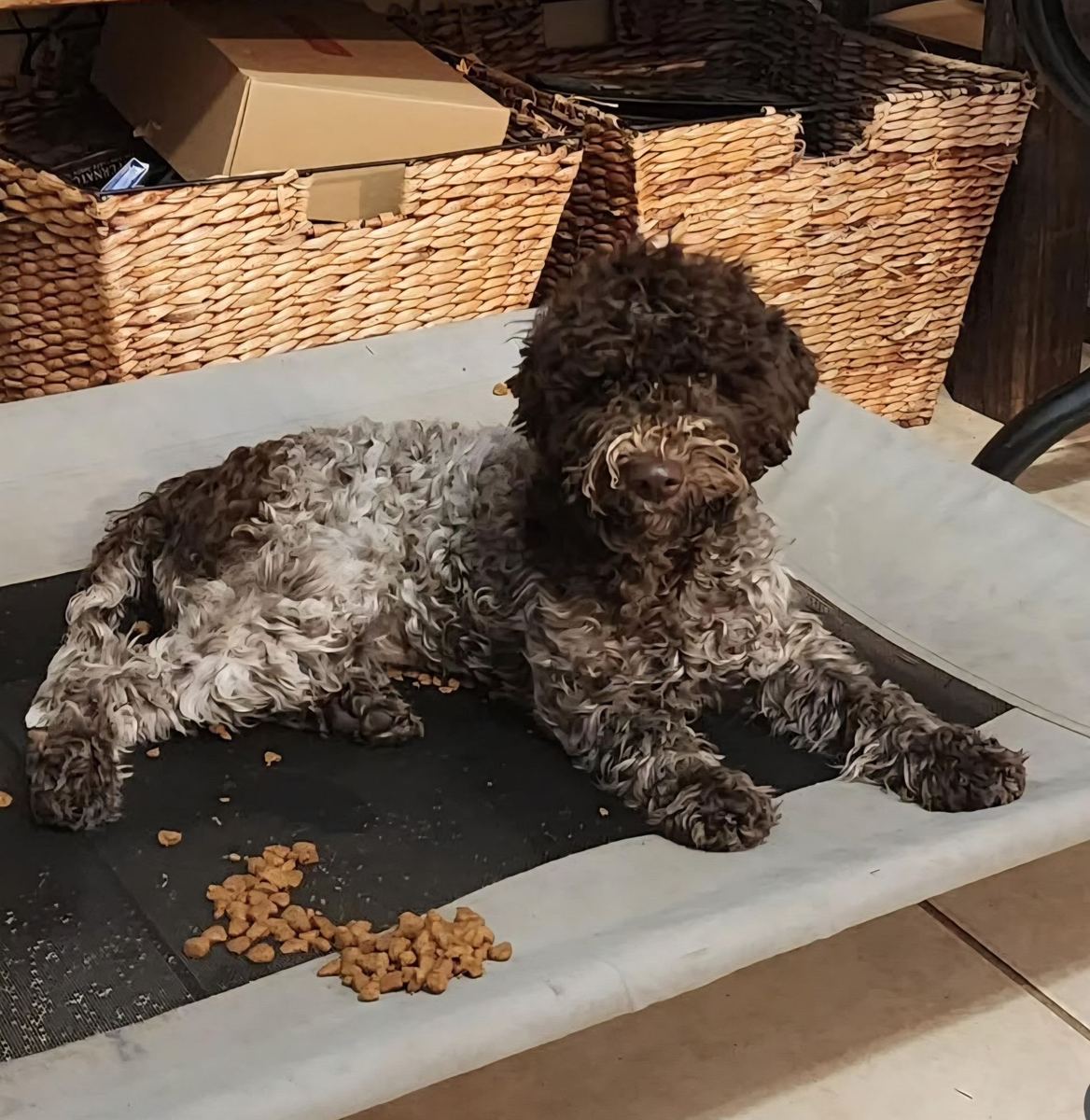 A young curly coated Lagotto holding place on a raised bed with kibble scattered around him