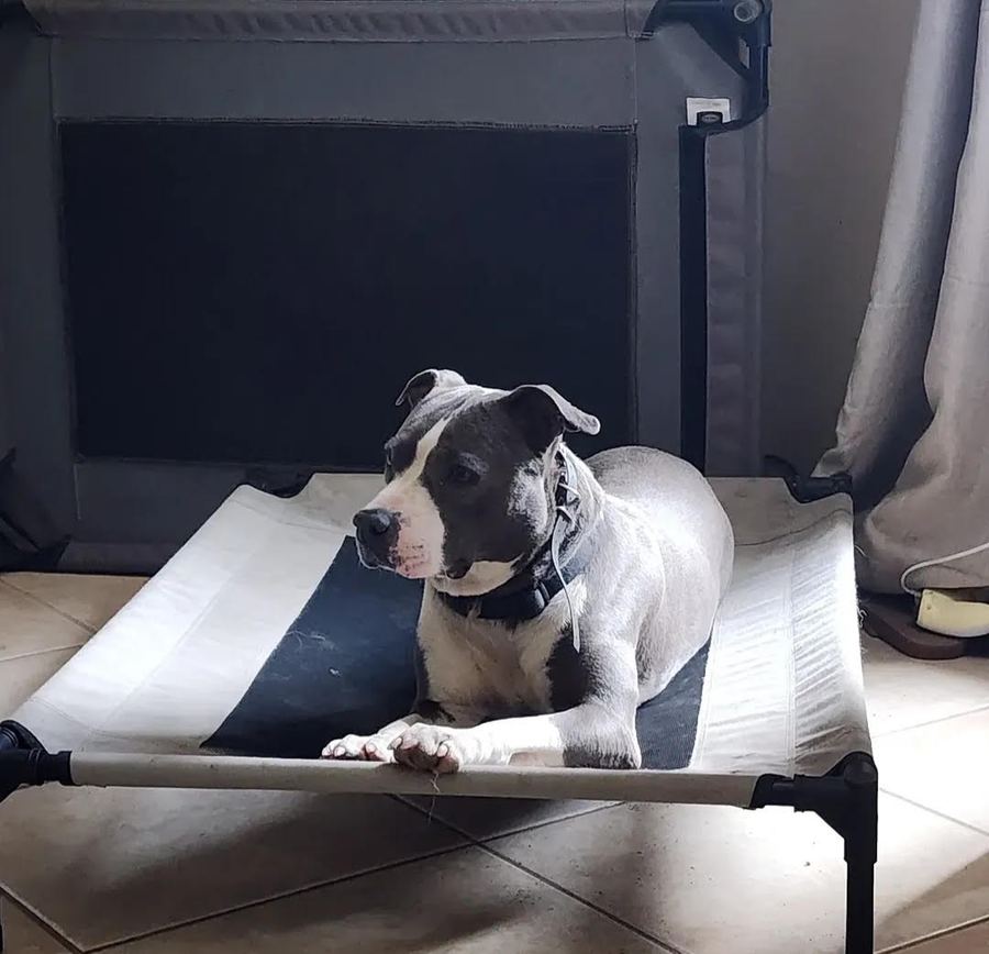 A pit bull holding place on a raised dog bed in front of its crate