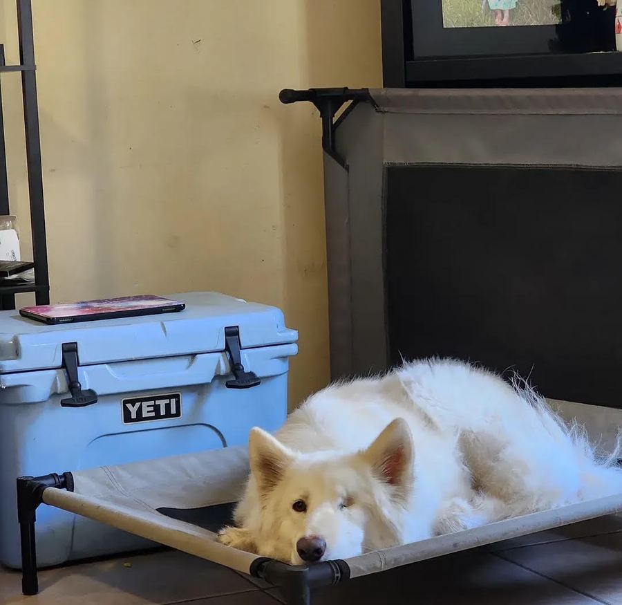 A white shepherd lying on a raised dog bed during place training